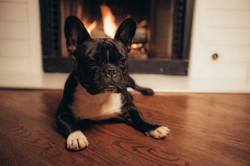French bulldog lying on hardwood floor by fireplace demonstrating pet friendly wood flooring durability in a cozy home interior