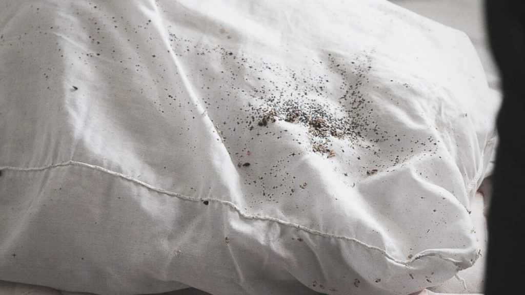 How To Check Your Bedroom For Bed Bugs 3714