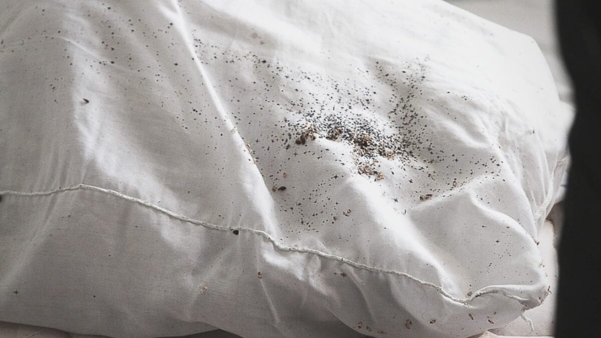 Bed Bug Black Spots