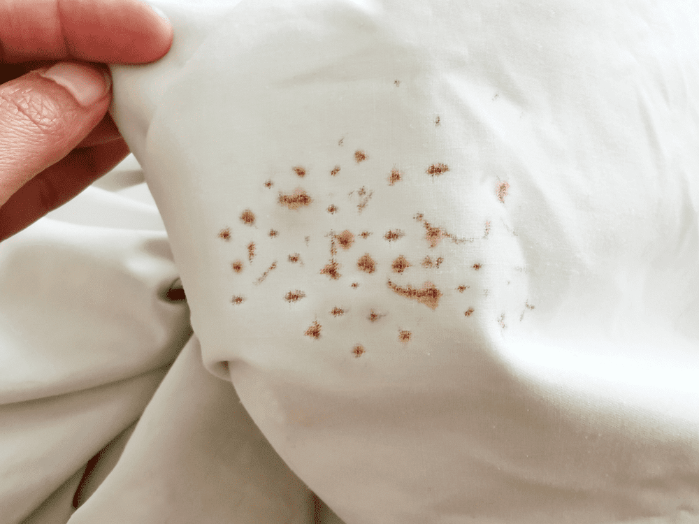 Blood Stains Bed Bugs